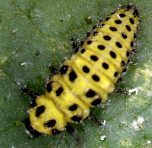 Name:  Psyllobora.jpg
Views: 5118
Size:  52.7 KB