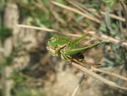 Name:  bcek-ad nedir.JPG
Views: 5172
Size:  35.2 KB