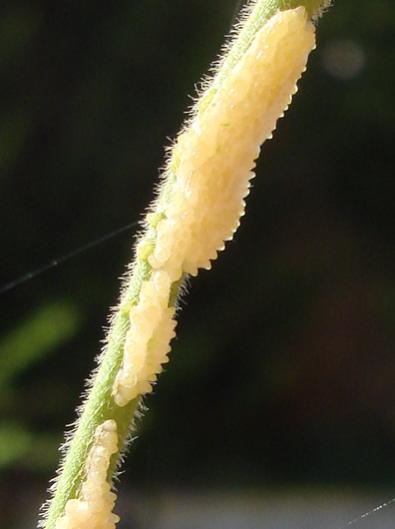 Name:  zoom.jpg
Views: 2908
Size:  18.3 KB