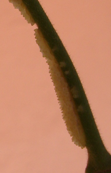 Name:  unknown eggs.JPG
Views: 2828
Size:  61.7 KB