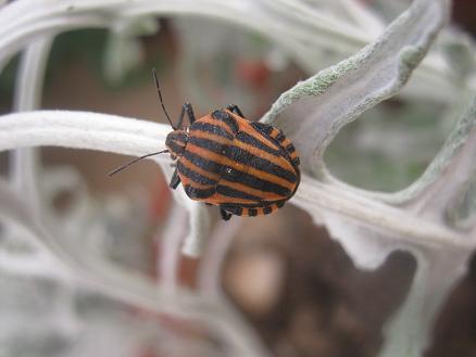 Name:  nedir- bcek.JPG
Views: 12222
Size:  30.4 KB