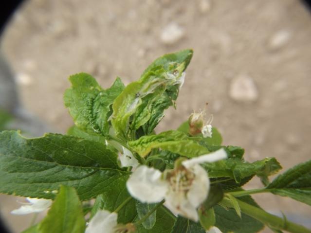 Name:  DSCF0925.jpg
Views: 2457
Size:  31.0 KB