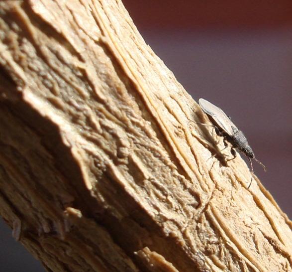 Name:  bug.jpg
Views: 2179
Size:  52.0 KB