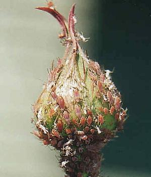 Name:  gul-yaprakbiti.jpg
Views: 29232
Size:  17.3 KB