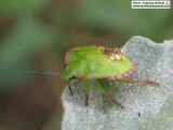 Name:  piskokulu-yesilbocek.jpg
Views: 27472
Size:  5.7 KB
