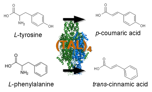Name:  TAL_catalysis.png
Views: 900
Size:  61.7 KB
