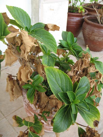 Name:  ortancamantar1.jpg
Views: 3610
Size:  48.3 KB