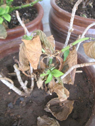 Name:  ortancamantar3.jpg
Views: 3479
Size:  40.9 KB