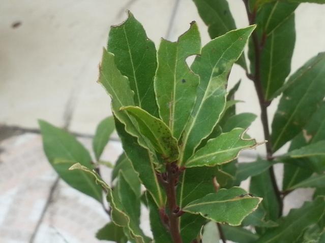 Name:  20140406_101618.jpg
Views: 1651
Size:  33.3 KB