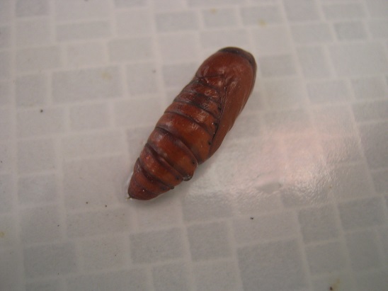 Name:  nedir.jpg
Views: 17373
Size:  42.5 KB