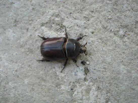Name:  bcek.jpg
Views: 10756
Size:  40.4 KB