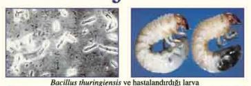 Name:  hastalandranpatojen.JPG
Views: 8343
Size:  18.7 KB