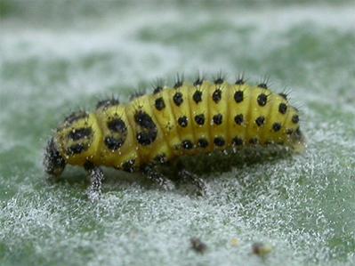 Name:  ladybirdlarva22spot02.jpg
Views: 3267
Size:  21.7 KB