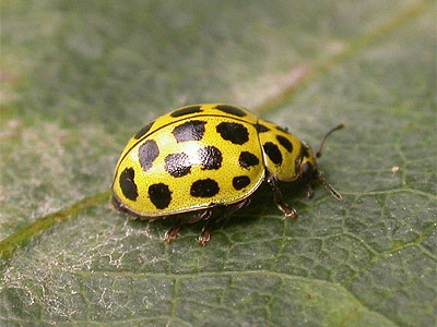 Name:  ladybird22spot01.jpg
Views: 3376
Size:  53.8 KB