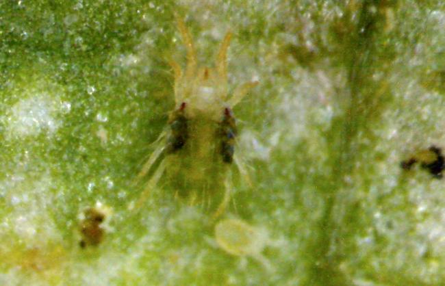 Name:  k-orumcek1.jpg
Views: 15382
Size:  39.5 KB