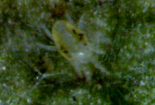 Name:  k-orumcek4.jpg
Views: 15313
Size:  31.5 KB