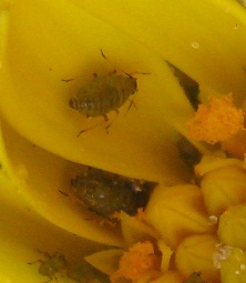 Name:  bcek----.jpg
Views: 2645
Size:  23.4 KB