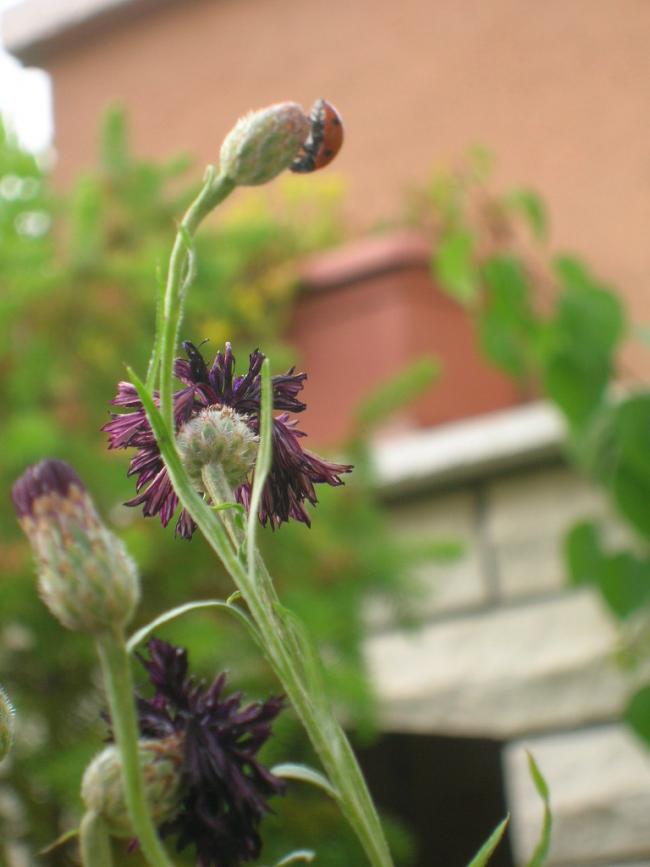 Name:  DSCN6270.jpg
Views: 6867
Size:  45.7 KB
