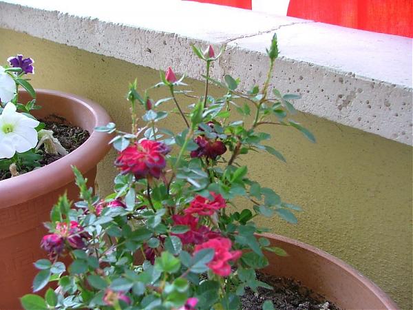 Name:  iek 2007 005.jpg
Views: 135269
Size:  52.9 KB