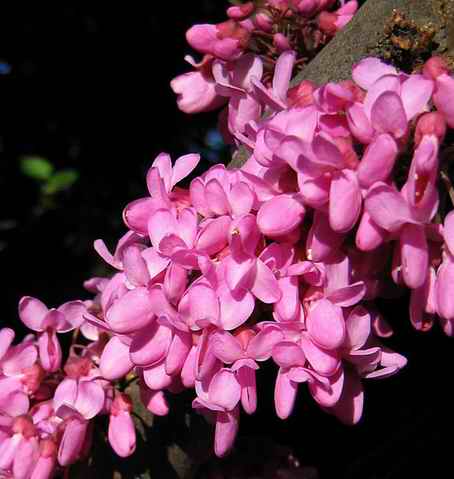 Name:  568px-Cercis_Siliquastrum_blossom_closeup.jpg
Views: 41689
Size:  22.8 KB