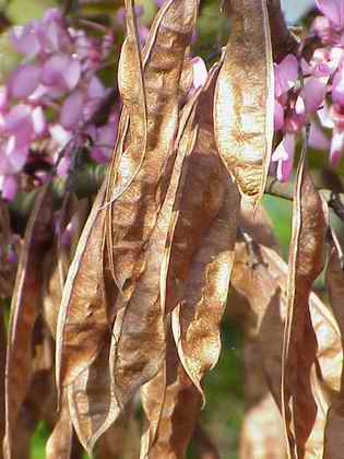 Name:  450px-Cercis_siliquastrum0.jpg
Views: 42833
Size:  18.9 KB