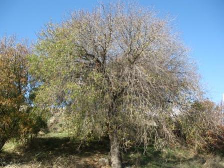 Name:  sakz aac1 (450 x 338).jpg
Views: 5136
Size:  33.2 KB