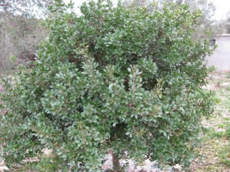 Name:  Resim 021 (450 x 338).jpg
Views: 3504
Size:  41.6 KB