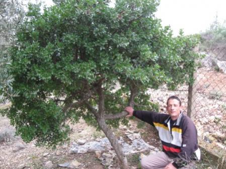 Name:  Resim 016 (450 x 338).jpg
Views: 5259
Size:  38.5 KB