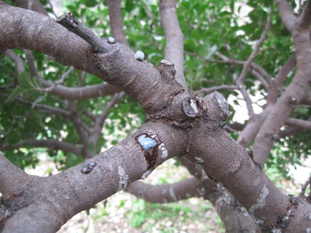 Name:  Resim 020 (450 x 338).jpg
Views: 2055
Size:  62.2 KB