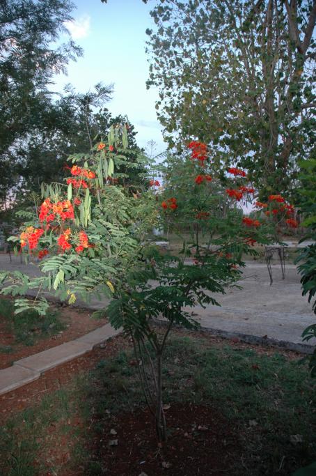 Name:  Tavuskusu cicegi.jpg
Views: 2454
Size:  75.4 KB