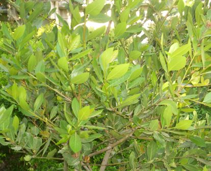 Name:  Laurus_nobilis.JPG
Views: 14081
Size:  45.8 KB
