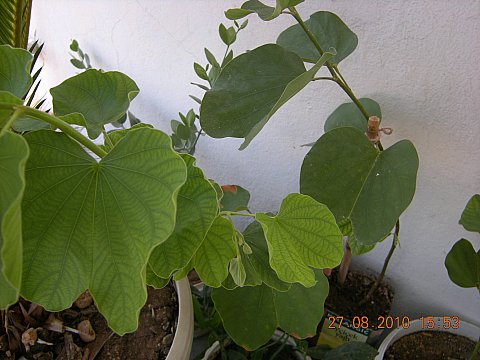 Name:  DSCN3804.jpg
Views: 2046
Size:  42.4 KB