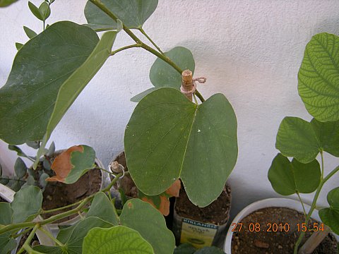 Name:  DSCN3806.jpg
Views: 2144
Size:  43.1 KB