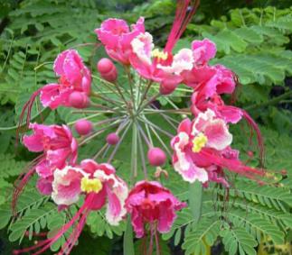 Name:  pride of barbados.jpg
Views: 5188
Size:  23.4 KB