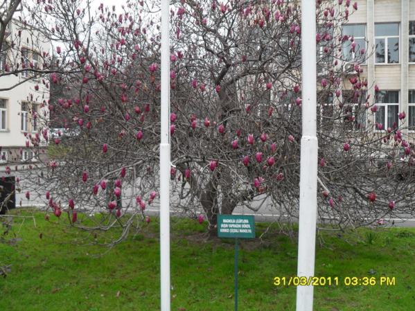 Name:  095.jpg
Views: 2225
Size:  71.6 KB