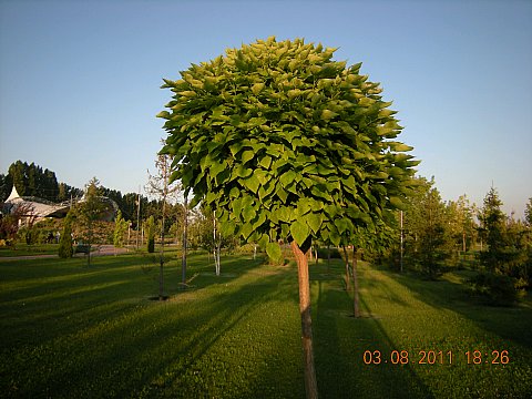 Name:  DSCN5186.jpg
Views: 21677
Size:  51.4 KB