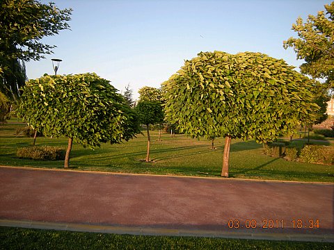 Name:  DSCN5197.jpg
Views: 21506
Size:  62.3 KB