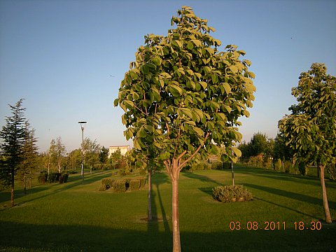 Name:  DSCN5189.jpg
Views: 1597
Size:  51.6 KB