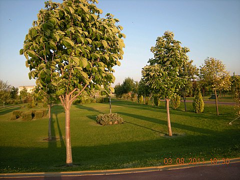 Name:  DSCN5190.jpg
Views: 1750
Size:  60.2 KB