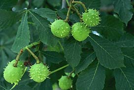 Name:  Tohum 4.jpg
Views: 15798
Size:  14.1 KB
