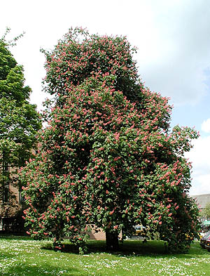 Name:  Krmz At Kestanesi.jpg
Views: 22082
Size:  69.0 KB