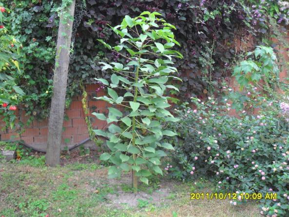 Name:  076.jpg
Views: 1903
Size:  72.4 KB