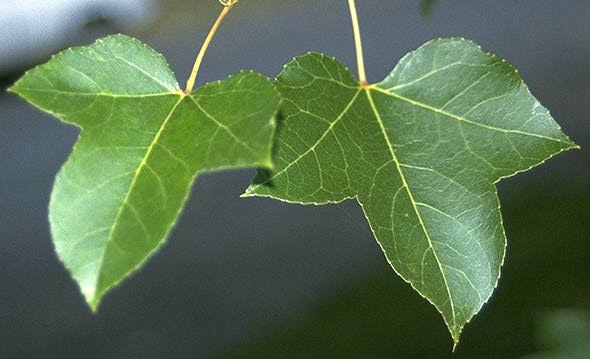 Name:  formasana1.jpg
Views: 2880
Size:  26.7 KB