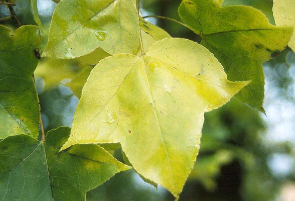 Name:  formasana2.jpg
Views: 2555
Size:  41.5 KB
