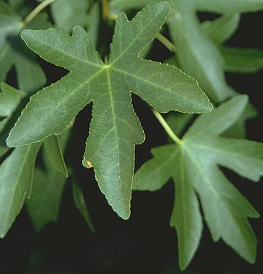Name:  orientalis2.jpg
Views: 4799
Size:  19.9 KB