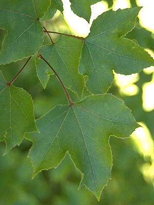 Name:  formasana3.jpg
Views: 2685
Size:  17.1 KB