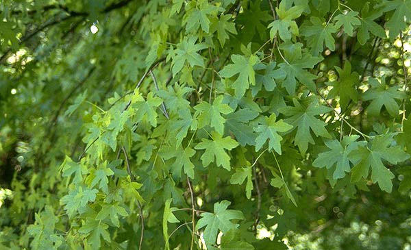 Name:  orientalis3.jpg
Views: 5022
Size:  50.0 KB