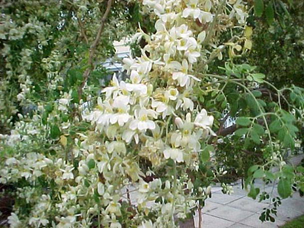 Name:  moringa05.jpg
Views: 4917
Size:  71.9 KB