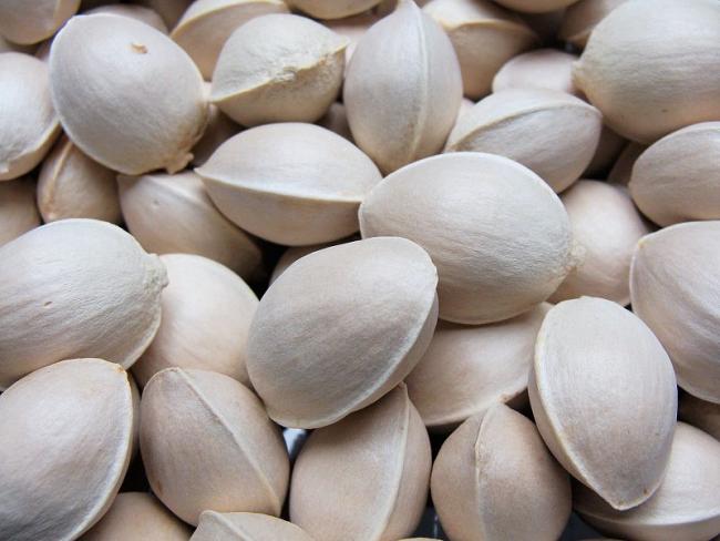 Name:  800px-Ginkgo_Seed.jpg
Views: 5764
Size:  40.1 KB