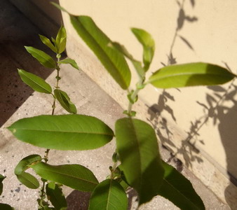 Name:  st-12.jpg
Views: 14034
Size:  43.9 KB